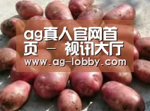产品展示标题5