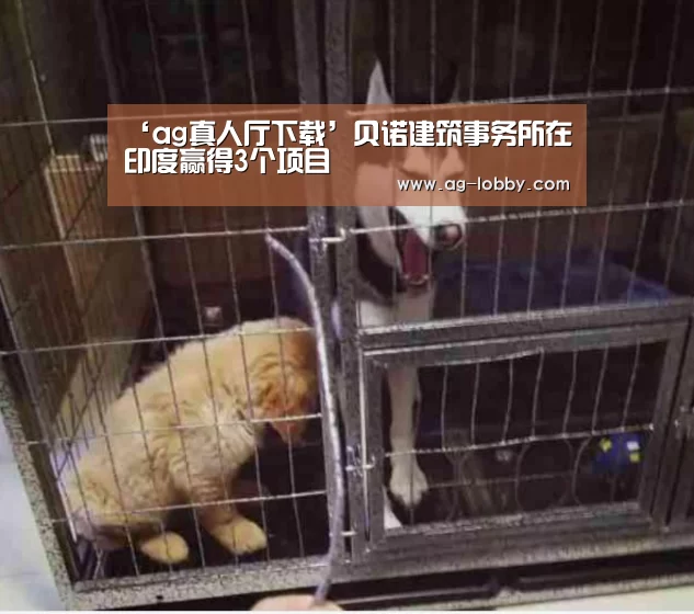 ag真人视讯