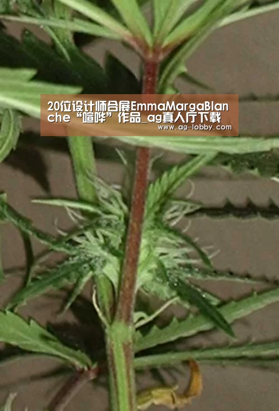 ag真人视讯